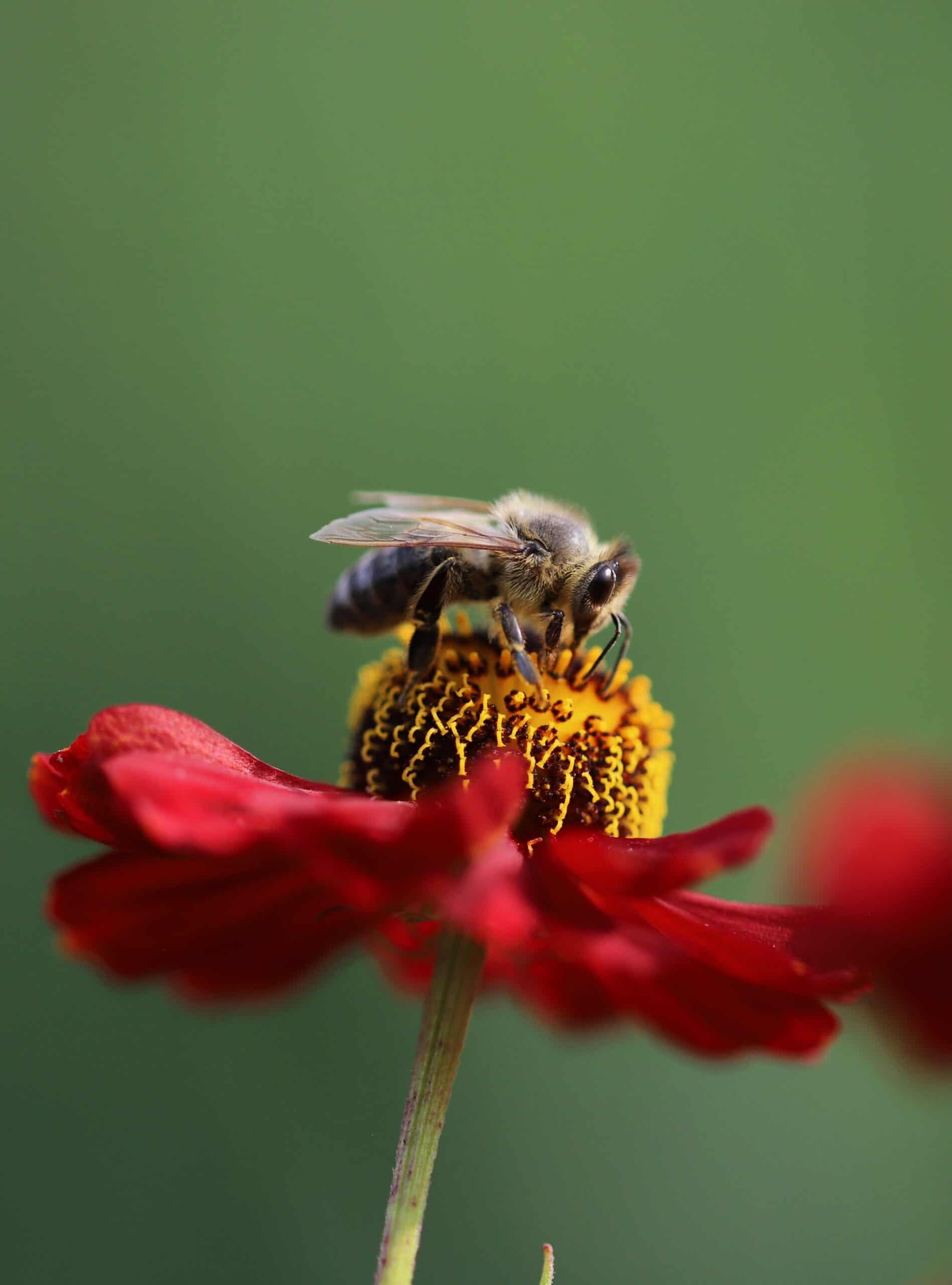 Bee Bee